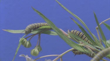 time lapse of caterpillars devouring milkweed plant shot against blue screen