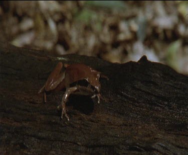 sit on trunk of Rainforest tree