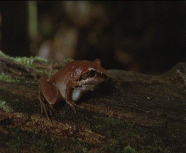 sit on trunk of Rainforest tree and takes two small leaps and out of frame