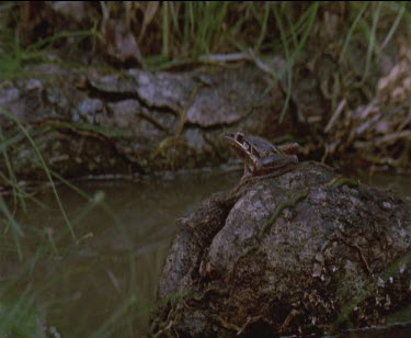 frog in on rock in water