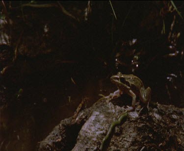 frog in on log in water