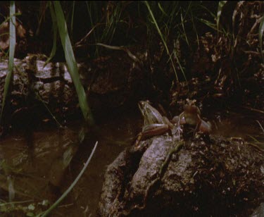 2 frogs on log in water