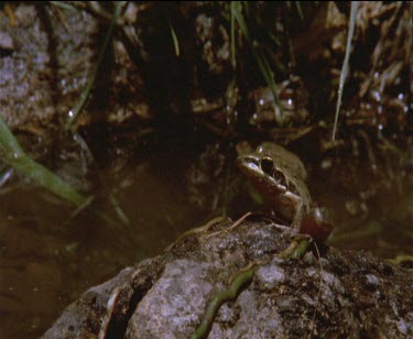 1 frog on log looks around then leaps