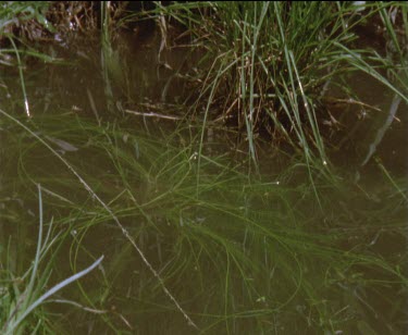 1 frog lands in water