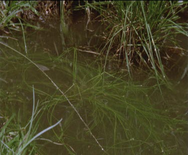 1 frog lands in water