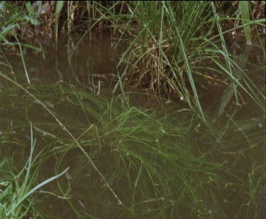 1 frog lands in water