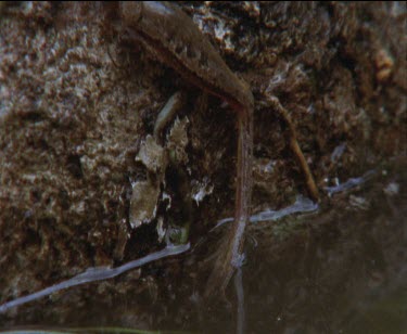 1 frog sitting on log and tilt up leg outstretched showing athletic build  pulls legs up into position