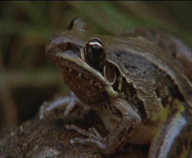 1 frog sitting on log and tilt up leg outstretched showing athletic build