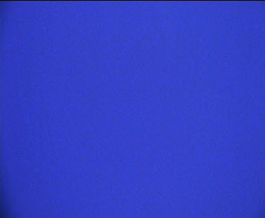 flies against blue screen