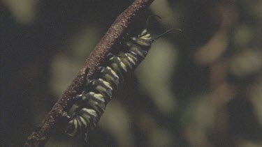 caterpillars hanging