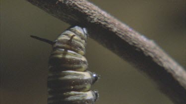 caterpillars hanging