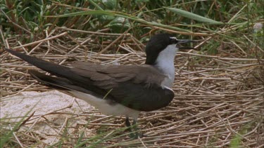 Sooty tern preening itself on the beach