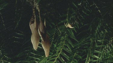 Bolas or Magnificent Spider crawling along web towards egg sacs in tree