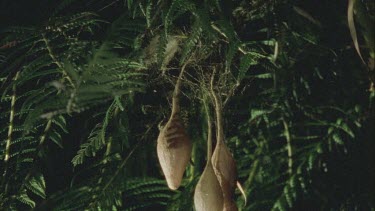 Bolas or Magnificent Spider crawling over fruit hanging in tree