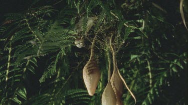 Bolas or Magnificent Spider crawling over egg sacs hanging in tree and into leaves tilt to egg sacs