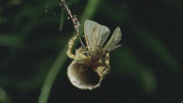 Moth being wrapped in silk by the Bolas or Magnificent Spider