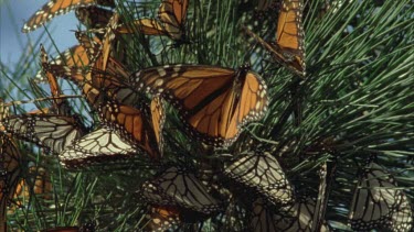 large numbers monarchs roosting resting on the pine needles