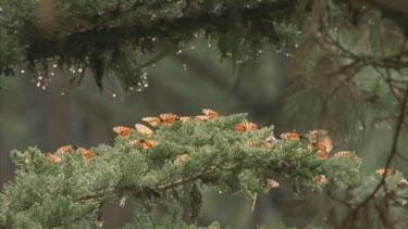 water droplets falling on large cluster  monarchs resting on pines some fly in and some fly out of frame