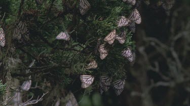 large cluster  monarchs resting on pines