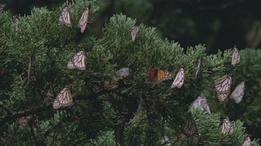 large cluster  monarchs resting on pines