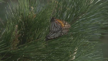 Two monarchs flying mating on pine