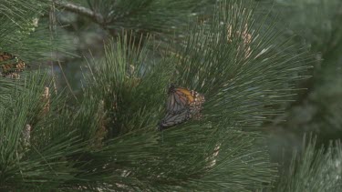 2 monarchs flying through the air mating on pine