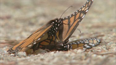 2 monarchs mating on the ground