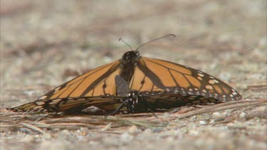 2 monarchs mating on the ground