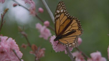 monarch on apricot blossom feeding