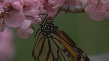 monarch on apricot blossom feeding