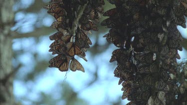 butterflies in cluster hanging from pine trees