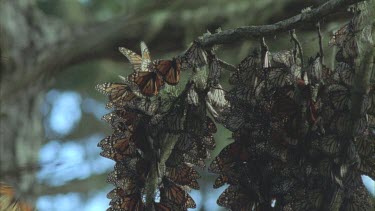 butterflies in cluster hanging from pine trees