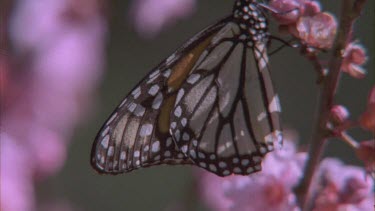 butterfly on apple blossom pan to others