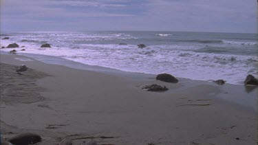 est establishing beach where elephant seals bask pan to seals basking on sand