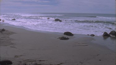 establishing beach where elephant seals bask pan to seals basking on sand