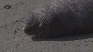 elephant seal bask sleep