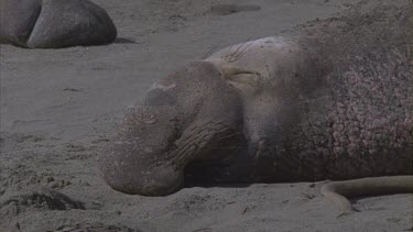 elephant seals bask sleep nose proboscis