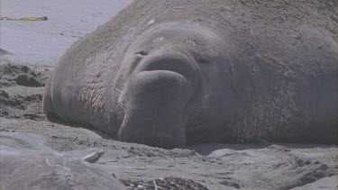 male elephant seal sand obscures screen foreground