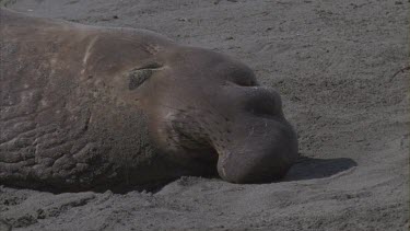 elephant seal male basking sleeping sea bird in foreground