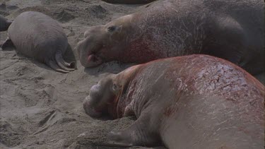 two scarred bloody elephant seal males exhausted resting