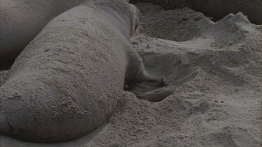 flipper fanning sand onto back