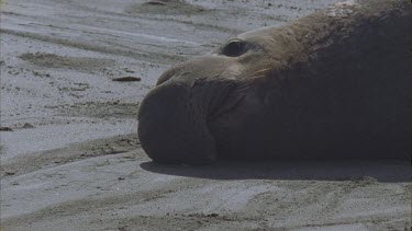 elephant male seal sand fans across screen foreground