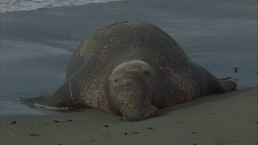 wave crashing over large male seal