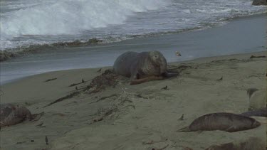 waves crashing over basking seals