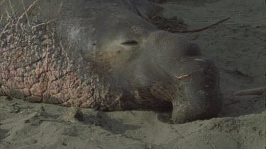 scarred male elephant seal basking
