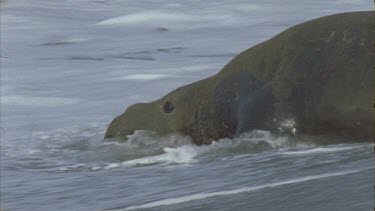 wave washes over male seal