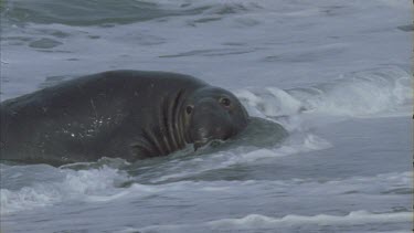 wave washes over male seal