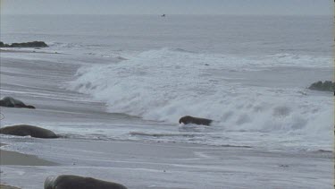waves crash over seals