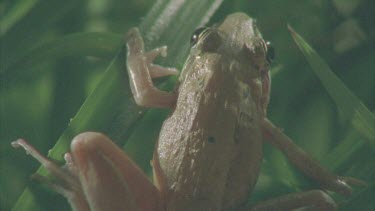 frog sitting on reed moves through reeds