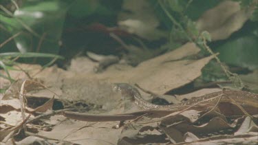 snake slithers through leaf litter